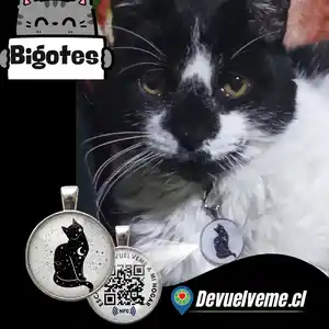 mascota feliz gracias a las placas qr para mascotas