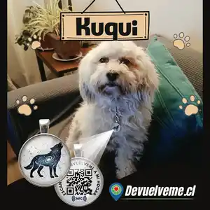 perro usando placas QR para mascotas de devuelveme