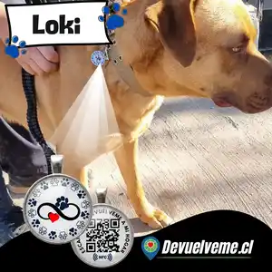 perro jugando al aire libre usando sus placas qr para mascotas