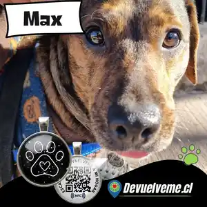 perro con identificador inteligente de placas qr para mascotas